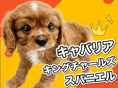 【 キャバリア 】ちょっぴり珍しいルビーカラー！最高の家庭犬キャバちゃん！
