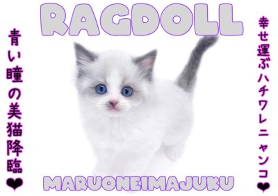 【 ラグドール 】口元のブルーポイントが我が子の印！甘えん坊な癒し系の美猫登場！
