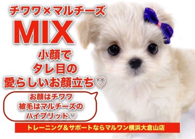 【 チワマル 】小顔でタレ目の愛らしいお顔立ち！チワワ×マルチーズのMIX！