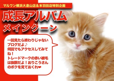 【 メインクーン成長アルバム 】大型猫大好きな方必見！メインクーンちゃんの成長記！