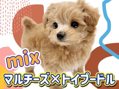 【 MIX犬 】パパママのいい所取り！大人気MIX犬のマルプーくん！