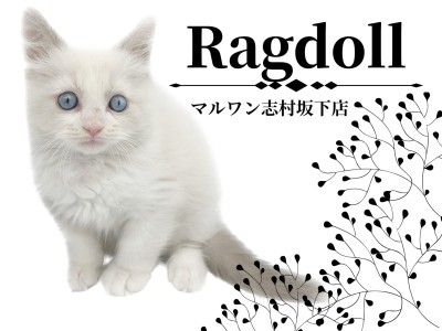 【 ラグドール 】有無を言わせない位圧倒的美猫！志村坂下店のマドンナにゃんこ