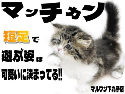 【 マンチカン 】コミカルな動きと短足で遊ぶ姿が可愛すぎる！ポージングにも注目？