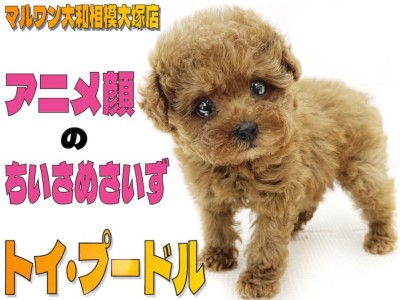 【 トイ・プードル 】アニメ顔の女の子！手のひらよりも小さいサイズのテディベア犬