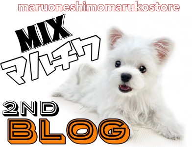 【 MIX 】お散歩デビュー！小柄なマルチワの抜群の愛らしさを届ける2ndブログ