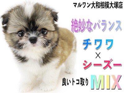 【 MIX 】チワワとシーズーのミックス犬は可愛く、絶妙なバランスのルックス！