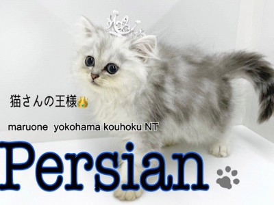 【 ペルシャ 】可愛さギュッと詰め込んだ猫の王様ペルシャくん