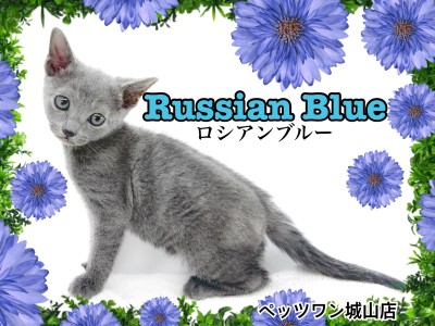 【 ロシアンブルー 】猫界の王子様がやってきた!