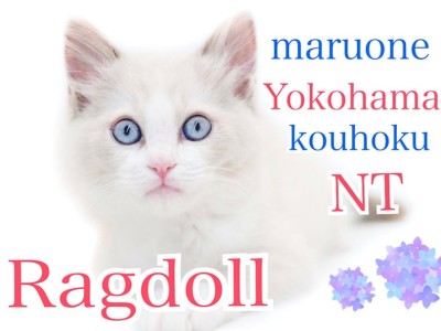 【 ラグドール 】キリッと美形！甘えん坊のぬいぐるみ猫さん
