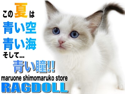 【 ラグドール 】端正なルックスと甘えん坊モード全開で愛らしい性格の子猫ちゃん！
