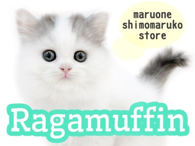 【 ラガマフィン 】まるでぬいぐるみ？穏やかな性格で懐っこい子猫がやってきた！