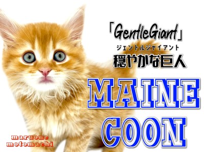 【 メインクーン 】横浜元町に愛嬌抜群の大型猫がやってきた！