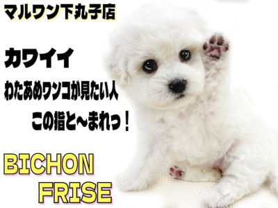 【 ビションフリーゼ 】可愛い仕草でみんなを笑顔にさせる！純白のアフロ犬がキタ！