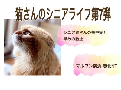 【 お役立て情報 】シニア猫さんの熱中症と早めの夏バテ防止