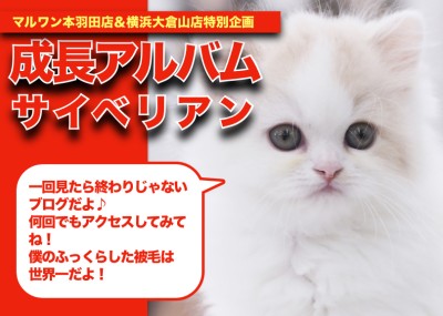 【 サイベリアン 】猫アレルギーの方必見！史上最強のプリンスちゃんの成長記