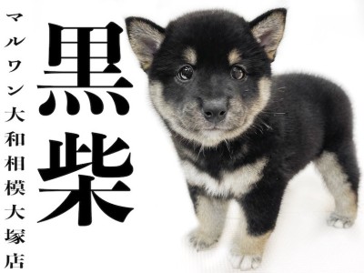 【 柴犬 】世界中で大人気！日本が誇る柴犬！可愛らしさの中にさすがの風格！