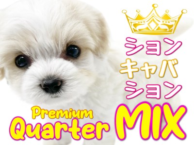 【 MIX 】可愛すぎるプレミアムクォーター登場！【 ビションキャバション 】