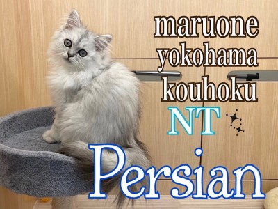 【 ペルシャ 】猫界の王様ペルシャ君の生後4ヶ月の今