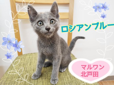 【 ロシアンブルー 】ギャップ萌え！一見クールな甘えん坊にゃんこ