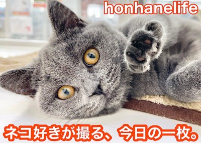 【 ホンハネニャンライフ 】本羽田店の可愛いネコちゃん！オフショットを大公開！