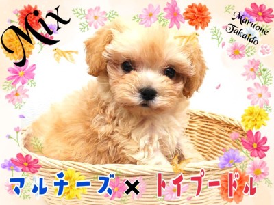 【 MIX 】Mix犬ランキング堂々の1位！美少女まるぷーがやってきた！