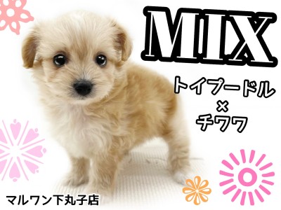 【 MIX 】トイプードルとチワワが両親、小さくて明るい性格の女の子！