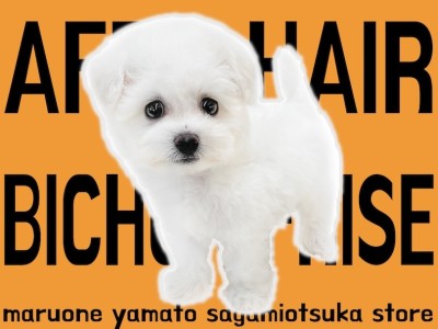 【 ビションフリーゼ 】カットスタイル沢山のオシャレわんこ！白い被毛のアフロ犬！