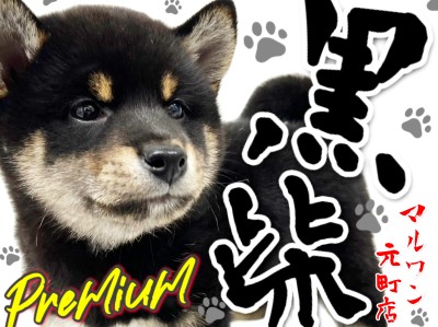 【 柴犬 】THE・日本犬！プレミアム級な黒いクマさん！