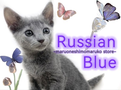 【 ロシアンブルー 】光沢のあるブルーの被毛が美しい長年愛され続ける美猫降臨！
