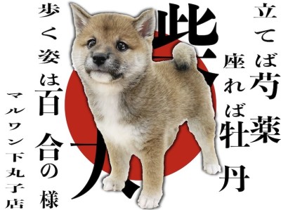 【 柴犬 】花の様に逞しく凛々しい、日本屈指の和の心を持つ犬は私で間違いなし！