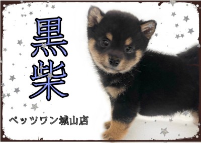 【 柴犬 】ムッチムチの超絶に可愛い柴くん登場！