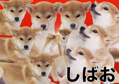 【 柴犬 】糸目・ヒコーキ耳のオンパレード！！人が大好きな柴犬のしばおくん！