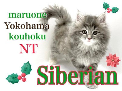 【 サイベリアン 】美猫代表！人気のブルーカラーの長毛猫さん