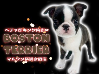【 ボストンテリア 】白黒ボストンカラーの表情豊かなペチャ顔キングがやってきた！