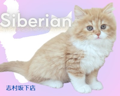 【 サイベリアン 】白ソックスの悶絶必須なアイドル的存在猫！