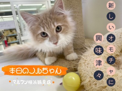 【 ノルウェージャンフォレストキャット 】本日のノルちゃん！新オモチャに興味深々！