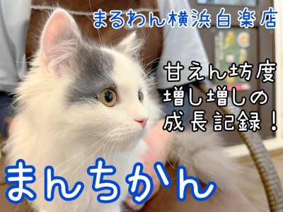 【 マンチカン 】神奈川イチの人懐っこさ！？甘えん坊マンチくんの成長記録