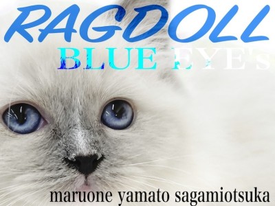 【 ラグドール 】澄んだ青い瞳で送る眼差しはアナタの心を掴む！麗しの美猫がここに