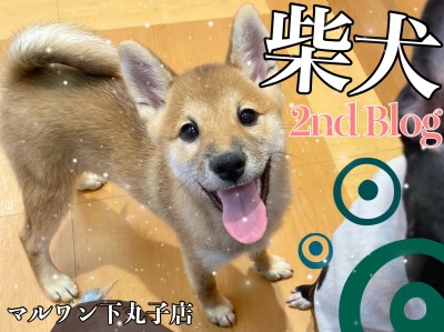 【 柴犬 】ワクチンが終わってプレイルームデビュー！2ndブログ！