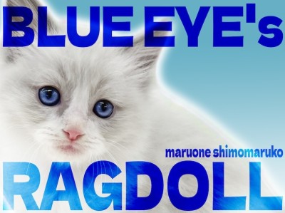 【 ラグドール 】変わることのない澄んだ青い瞳と、可愛すぎる姿に沼る人続出中！