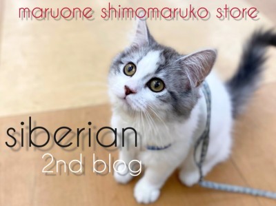 【 サイベリアン 】遊びもお手入れも大好き！美猫への道を歩む2ndブログ！