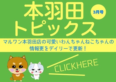 【 HONHANEトピックス3月号 】マルワン本羽田店3月の配信情報！