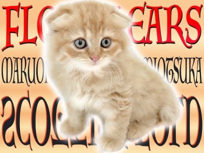 【 スコティッシュフォールド 】ゴロンとリラックスする姿が愛らしい垂れ耳の子猫