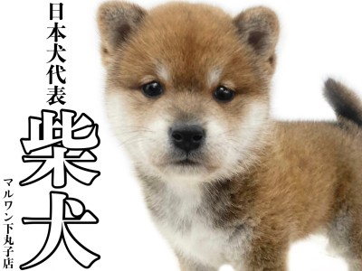 【 柴犬 】可愛らしさの中にある勇ましさ、これぞ古き良き日本犬！柴犬なのだ！
