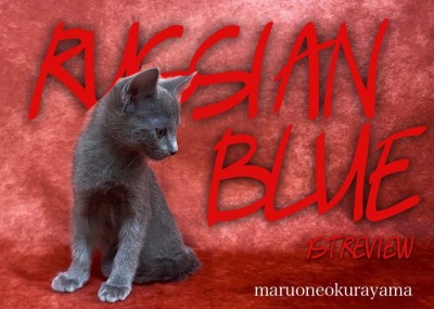 【 ロシアンブルー 】独特な深みブルー！にんまりロシアンスマイルの天使のような猫ちゃん！