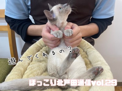 【 ほっこり北戸田通信Vol.29 】猫じゃらしが大好き！