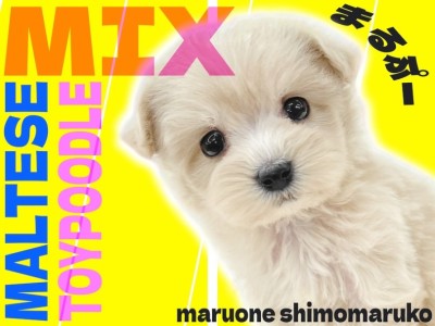 【 MIX 】アイドル的ルックスを持つ人気ミックス！マルプーの魅力に迫る！