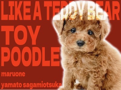 【 トイプードル 】可愛いに限界なし！ディープレッドの被毛を纏ったテディベア犬？