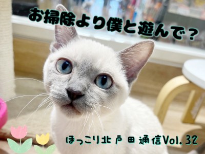【 ほっこり北戸田通信Vol.32 】猫砂回収班 VS 構ってほしいトンちゃん