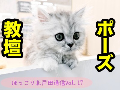 【 ほっこり北戸田通信Vol.17 】短足猫の教壇ポーズ！
